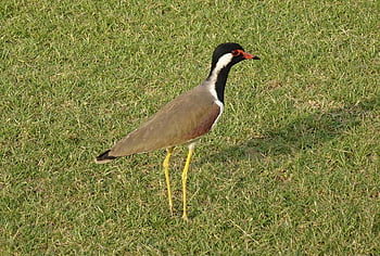pták, červeno-wattled lapwing, vanellus indicus, čejka chocholatá, kulík, ptačí, volně žijících živočichů, ornitologie, stojící, fauna, Příroda