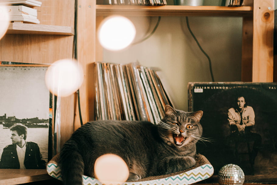 gray cat, vintage vinyl records, warm lighting, indoor setting, cat lounging, cozy room, record collection, wooden shelves, disco ball, pet photography, comfortable cat