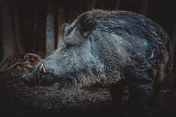 wild Boar, pig, sows, the Animal, nature, zoo, mammals, the Bristles, forest, wild, piglet