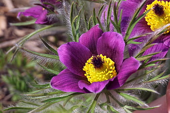 květ, pasqueflower, botanika, obilovin, Příroda, zahrada, jaro, louka, fialový květ, flóra, růžový