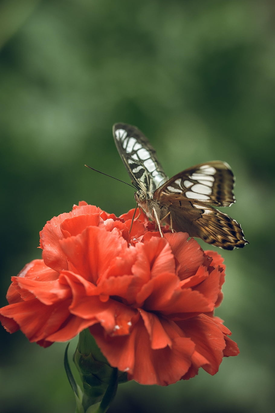 červená květina, mramorovaný bílý motýl, opylování, pieridae, hmyz, zahrada, Příroda, makro, entomologie, motýl