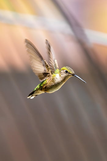 volně žijících živočichů, pták, kolibřík, Příroda, létající, ornitologie, druh, fauna, ptačí, zvíře, křídla
