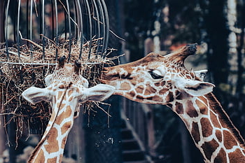 キリン、 野生動物、 ウルフダウン、 フィード、 給餌場所動物園、 動物、 動物の肖像画、 ティアパークヘラブルン、 アフリカ、 動物園、 自然