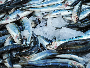Pesci freschi, sardine, mercato del pesce, avvicinamento, sul ghiaccio, freschezza, qualità, esposizione di pesce, bancarella, pescato fresco, pila di sardine