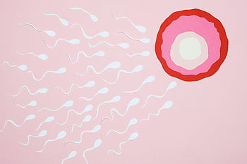 spermie, vajíčko, oplodnění, Umělecké zastoupení, růžové pozadí, vejce, reprodukční proces, Reprodukce člověka, Biologická ilustrace, početí