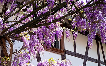 wisteria, květ, jaro, horolezec rostlin, vazník