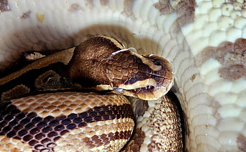 python, snake, ball Python, reptile, animal, exotic, dandruff, nature