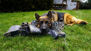 shepherd Dog, dog, domestic Animal, animal, portrait, friend, german Shepherd Dog, view, eyes, pet, nature