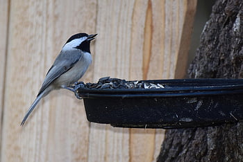 chickadee, bird Feeder, animal, nature, bird, wildlife, avian, songbird, birdwatching, ornithology, outdoors