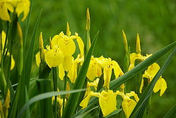 květiny, iris pseudacorus, duhovka, žlutá duhovka, bažina, slatina