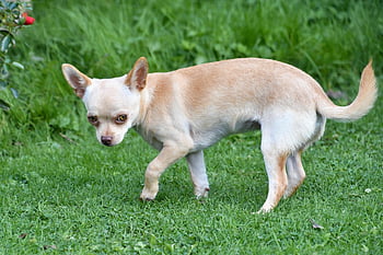 chihuahua, cane, animale domestico, animale, natura, cane domestico, canino, mammifero, carina, adorabile, ritratto