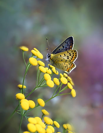 butterfly, copper Butterfly, pollinate, flower Background, pollination, beautiful Flowers, flower Wallpaper, flowers, yellow Flowers, insect, winged Insect