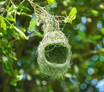 fuglerede, rede, baya weaver, vever fuglerede, fugletitting, gren, natur, tre