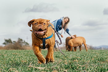 bordeaux Mastiff, grass, running, dogue De Bordeaux, french Mastiff, bordeauxdog, animal, canine, dog, mammal, nature