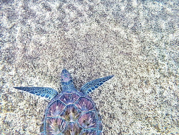 sea turtle, purple shell, blue shell, ocean, vibrant shell, aerial view, swimming, underwater, marine life, turtle photography, sea creature
