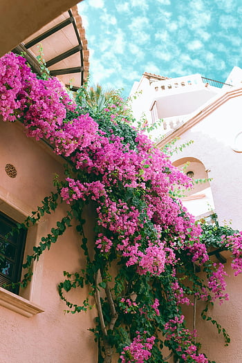 Bougainvillea Spectabilis, Residential House Facade, blomstrende planter, Lys pink bougainvillea, Villa facade, klar blå himmel, dekorative blomster, udendørs arkitektur, blomsterdekoration, husets udvendige, levende blomster