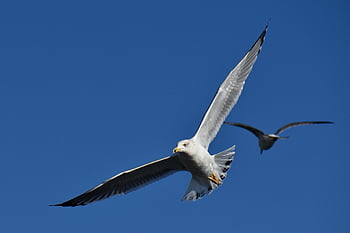 gull, bird, flying, flight, seagull, seabird, animal, wildlife, sky, nature