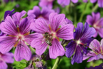 flowers, bee, insect, pollinate, wings, cereal, geranium With Large Petals, cranes, geranium, perennial, closeup