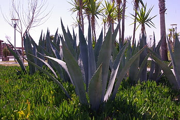 aloevera, rostlina, kaktus, květinové tapety, Příroda, bodnutí, zahrada, kaktusy, zelená, květinové pozadí, poušť