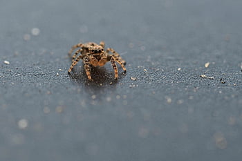 insect, jumping Spider, entomology, macro, spider, small, close Up
