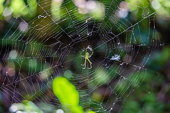 spider, spiderweb, insect, bug, cobweb, animal Themes, illuminated, macro, leaf, color Image, danger