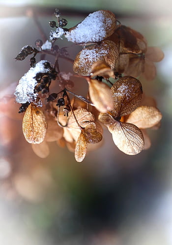 fiori, petali, la neve, fiori secchi, secco, fiori appassiti, nevoso, inverno, invernale, ghiacciato, brina