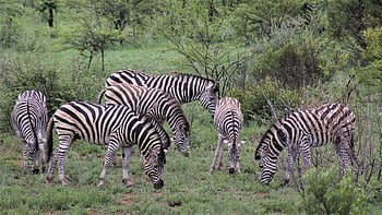 zebra, heard, zeal, dazzle, wallpaper Hd, young, colt, foal, nature Wallpaper, filly, laptop Wallpaper