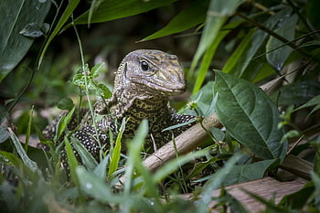 asijské vodní monitor, krutý, puntíkovaný, Austrálie, tropické klima, plazení, dráp, ohrožené druhy, zoologie, Thajsko, plaz