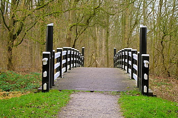 bridge, amsterdam, fall