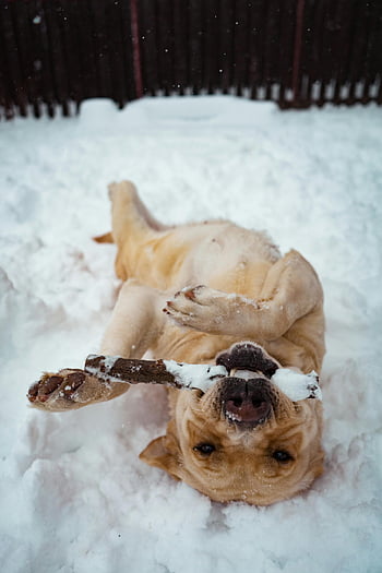 cane marrone a pelo corto, sdraiato sulla neve, felice Labrador, Giocare con il bastone, gioia invernale, scena innevata, gioco all'aperto, fotografia di animali domestici, attività invernali, cane nella neve, cane giocoso
