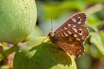 バタフライ、 昆虫、 翼、 アンテナ、 昆虫学、 閉じる、 自然