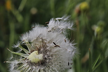 nuns, filigree, dandelion Together, in Grass, green, spring Flowers, composites, plant, flying Seeds, wild Flower, weed