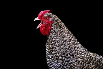rooster, chicken, nature, bird, male Chicken, animal Portrait, red, on Black Background, chicken Background, isolated, fowl Bird