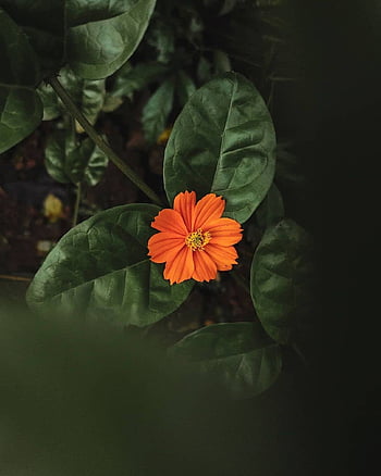 flower, plant, flower Background, flower Wallpaper, leaves, orange Flower, orange Petals, bloom, flora, garden, nature