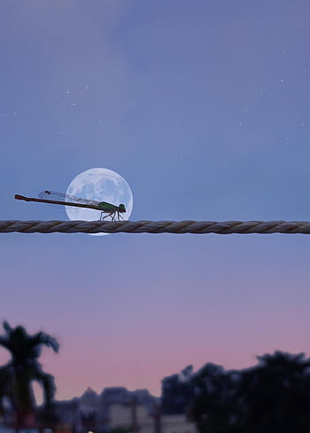 damselfly, rope, moon, insect, nature, closeup, full Moon, night Sky, night, evening, fauna