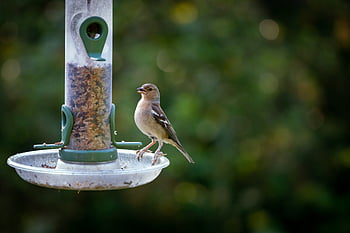 bird, feeder, nature, seed, food, animal, wildlife, colorful, beak, feathers, wings