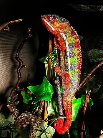 colorful chameleon, close-up chameleon, vivid patterns, chameleon on branch, chameleon photography, chameleon colors, chameleon close-up, chameleon patterns, chameleon on tree, chameleon details, chameleon in nature