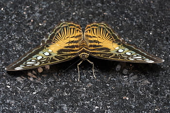 farfalla, parthenos sylvia, insetto, insetto alato, ali di farfalla, fauna, natura, avvicinamento