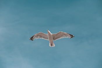 seagull, bird, flying, flight, wings, gull, seabird, animal, wildlife, nature, blue Sky