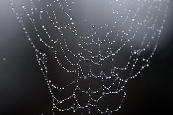 pavoučí síť, kapky vody, kapky, kapiček, kapka vody, vlhkost, web, dewdrop, seřadily, kapky rosy