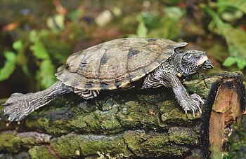 turtle, tortoise, reptile, trunk, tortoise Shell, animal, water Turtle, water, pond, log, sunbathing