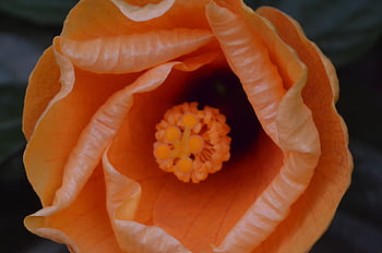 flower, stigma, pollen, nature, rose, orange, peach, feminine, botany