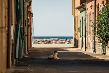 strada, animale domestico, cane, mare, Italia, città, urbano, architettura, natura, animale, all'aperto