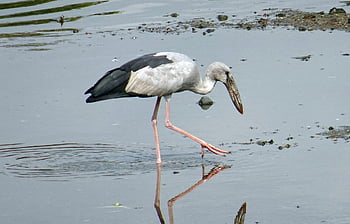鳥、 こうのとり、 アジアのチラシ、 鳥類学、 種、 動物相、 鳥類、 動物、 吻合オシタンズ、 ウェイダー、 コニ科