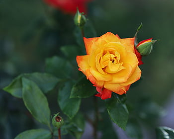 yellow Rose, multicolor Rose, flower, rose, nature, outdoor, roses