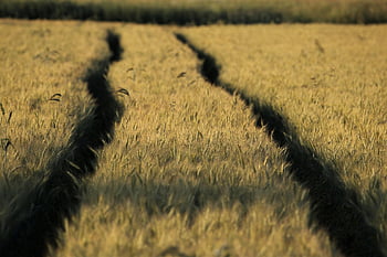 wheat, field, track, traces, cereals, wheat Field, crops, wheat Crops, plants, arable Land, agriculture