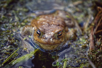 rana, anfibio, naturaleza, agua, estanque, especies