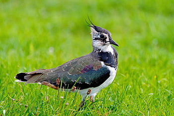 lapwing, bird, meadow, animal, vanellus, wildlife, wader, meadow Bird, grass, nature, field
