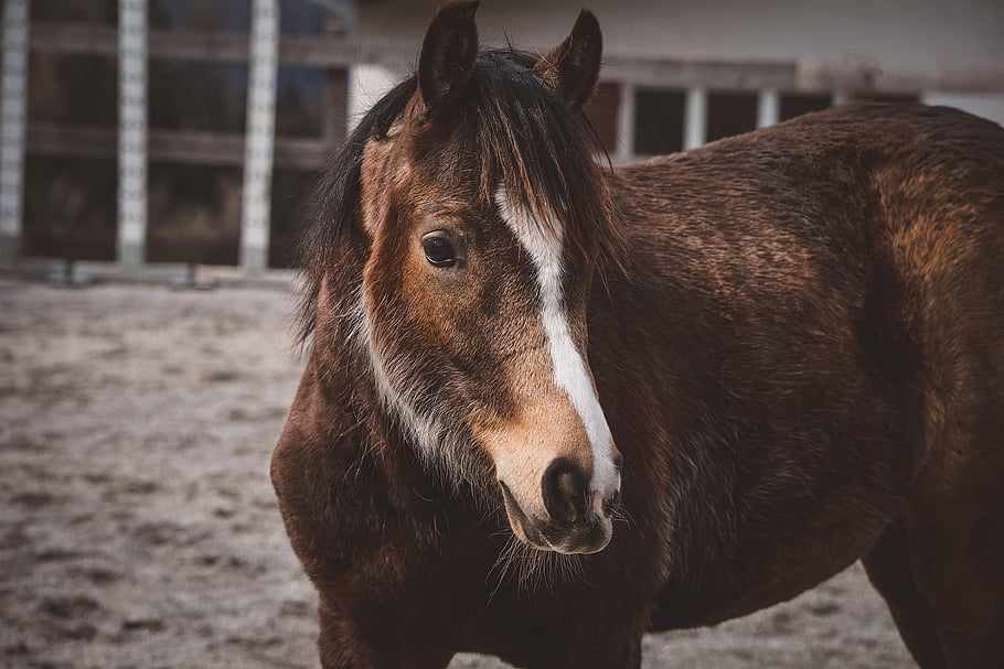 foal, pony, horse, animal, young Animal, brown Horse, blaze, coupling, yearling, nature, arabian Horse