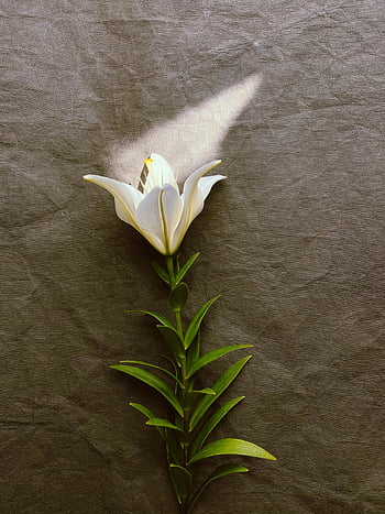 einzelne weiße Blume, weiße Lilie, Sonnenlicht, strukturierten Hintergrund, Schlag auf Schatten, Blumenfotografie, Naturfotografie, weiße Blüte, grüner Stiel, natürliches Licht, Minimalistische Zusammensetzung